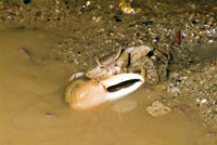 De la materia orgnica depositada en el fondo y suspendida en las aguas de los estuarios, se benefician varias especies. Algunas son enterradoras como el Cangrejo violinista.