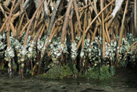 De la materia orgnica depositada en el fondo y suspendida en las aguas de los estuarios, se benefician varias especies. Algunas son ssiles o filtradoras, como las Ostras.