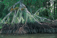 La amplia diferencia de niveles que hay entre pleamar y bajamar en el Pacfico colombiano, se evidencia en la zonacin vertical de las races del mangle rojo.