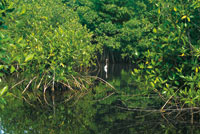 Detalle de rboles jvenes de mangle rojo, Rhizophora mangle, en el estuario de Cispat.