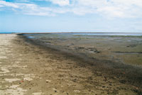 Los sedimentos acumulados en el frente deltaico sirven como sustrato para iniciar una sucesin ecolgica.