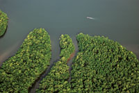 Manglares y estuario del ro Patianga.