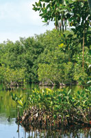 Las semillas en forma de torpedo del mangle rojo, Rhizophora mangle, germinan antes de desprenderse del rbol; al hacerlo, los pequeos arbolitos se entierran en el sustrato al pie del rbol madre.