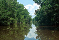 El mangle rojo, Rhizophora mangle, es una especie pionera que crece en los bordes de cuerpos de agua salada y salobre.