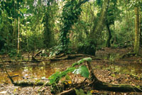 Interior de un bosque inundable.
