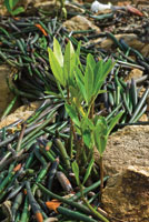 Acumulacin de embriones o propgulos de mangle rojo sobre una playa rocosa.