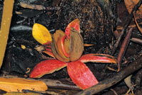 Semilla del mangle piuelo, Pellicera rhizophorae, germinando sobre el suelo.