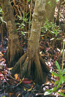 Races tabloides del mangle piuelo.