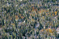 Neumatforos o races respiradoras del mangle negro.