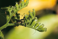 Una Astercea visitada por una colonia de hormigas.