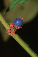 Fruto de la Melastomatcea Henrietea sp.