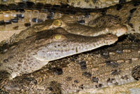 Caimn aguja, Crocodylus acutus, en el estuario del ro Sin, conocido como Cispat.