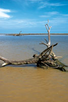 Desembocadura del ro Sin.