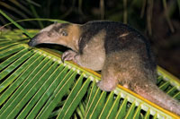 Oso hormiguero o colmenero, Tamadua mexicana, aprovecha la oscuridad para buscar alimento.