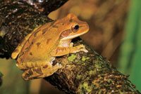 Aunque los anfibios evitan las aguas salobres, varias especies de ranas se encuentran en los bosques inundados de las planicies deltaicas del Pacfico colombiano. Smilisca phacota.