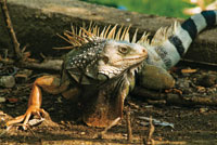 Iguana iguana, un reptil comn en el trpico que se adapta fcilmente a los ambientes secos y a los hmedos.
