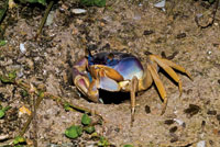 Cangrejo azul, Cardisoma guanhumi.