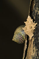 Gasterpodos o caracoles de diversas especies, como las litorinas y los murcidos, abundan en las races del mangle.