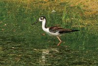 Las aves zancudas, como la viuda patilarga Himantopus himantopus, se alimentan de pequeos invertebrados de los humedales de las zonas tropicales.