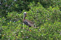 Los pelcanos Pelecanus occidentalis son aves marinas que suelen visitar los estuarios en busca de alimento.