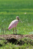 El pato cuchara Ajaia ajaia es caracterstico de los humedales y pantanos del trpico americano.
