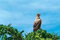 El gaviln caracolero Rostrhamus sociabilis se alimenta de gasterpodos y cangrejos de los manglares y estuarios.