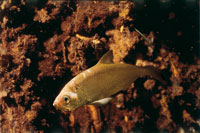 Sbalo, Tarpon atlanticus.