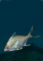 Mojarra picona, Gerres cinereus