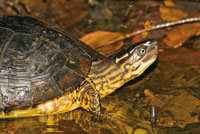 Sabaletera, Rhinoclemmys nasuta, endmica del Pacfico colombiano.