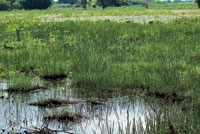 La cantidad de materia orgnica y el grado de humedad y salinidad de los suelos determinan las especies que pueden crecer en los humedales y playones de las llanuras deltaicas.