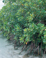 La vegetacin predominante de la zona es el manglar y en las islas del Rosario se desarrolla sobre un estrato arenoso; all tambin, durante los veranos, algunas especies pierden el follaje como estrategia para reducir la prdida de agua.