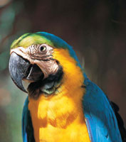 En la Sierra Nevada residen cientos de aves y mamferos. La guacamaya amarilla surca en grupos  el cielo, llenndolo de colorido.