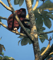 El mono aullador recibe su nombre porque emite sonidos guturales que se pueden escuchar a una distancia de siete kilmetros.