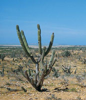 Paisaje xeroftico donde dominan especies de cactceas y plantas adaptadas a condiciones de humedad muy baja, propias de los desiertos de La Guajira.