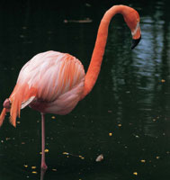 El flamenco es un ave migratoria de hermoso plumaje. Esta especie ocupa una distribucin muy amplia que incluye el sur de Florida hasta la Guyana y el estuario del Amazonas en el Brasil.