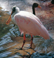 La esptula es frecuentemente confundida con los flamencos, por su coloracin rosada; sin embargo se diferencia de estos por la forma de su pico, del cual se deriva su nombre.