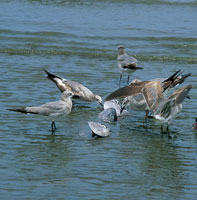 Cupica alberga una enorme biodiversidad, por lo menos 1.077 especies de plantas que sirven de hbitat y alimento a infinidad de crustceos, anfibios, reptiles, aves y mamferos. Familia de gaviotas alimentndose en la playa.