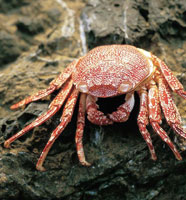 Caparazn de un cangrejo muerto.