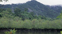 En algunas ensenadas es posible observar formaciones vegetales caractersticas de la interfaz entre el mar y la tierra, como los manglares enanos. Detrs de ellos, generalmente crecen bosques exuberantes de gran porte y alta diversidad.