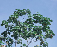 La cobertura vegetal de la zona de baha Mlaga, como la del resto del Pacfico, tiene un elevado ndice de diversidad; sobresalen el cedro guino, el sande, los higuerones, la palma mil pesos, los yarumos y los palmitos.