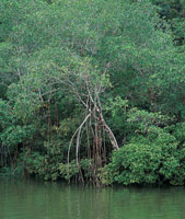 El manglar y el guandal son por excelencia las formaciones vegetales predominantes en la cuenca; estas especies se han adaptado a las condiciones de niveles freticos muy altos.