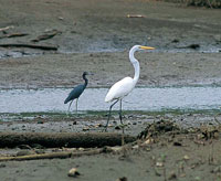 Al igual que en otras bahas, la fauna ms desarrollada est compuesta principalmente por el grupo de las aves e invertebrados; estos ltimos son los mejor adaptados a vivir entre la interfaz mar-tierra. Garza negra y garza blanca.