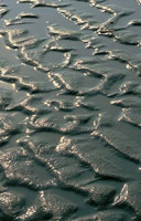 Al encharcarse las playas, despus de la marea alta, las arenas finas se compactan y forman ondulaciones.