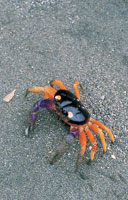 A pesar de ser un ambiente muy cambiante debido a la dinmica de las mareas y a la movilidad de su suelo, la franja litoral alberga una fauna muy variada. Los cangrejos son unos de los habitantes ms frecuentes en el litoral.