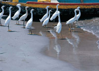 Las costas colombianas son el hogar de cientos de especies de fauna y flora, resultado de una compleja interaccin entre elementos biolgicos de todo el continente americano. Garzas patiamarillas en las playas de la baha de Cartagena.