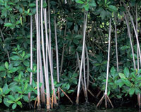 Bajo el abrigo de las races de los mangles incuban los juveniles de cientos de especies de invertebrados y peces. Ejemplares de mangle rojo, la especie ms comn.