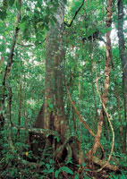 La vegetacin de la serrana del Darin tiene un gran desarrollo debido a la alta humedad ambiental de esta zona, cuya precipitacin es de 10.000 mm al ao, una de las mayores del planeta.