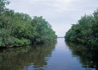 La desembocadura del ro Sin form un delta que por su carcter estuarino, posibilita el desarrollo de tupidos manglares.