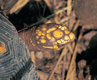 Adems de las tortugas  marinas, se encuentran algunas terrestres, como la  icotea.
