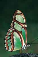 Un Ninflido, representante de la gran diversidad de mariposas de la Orinoquia.